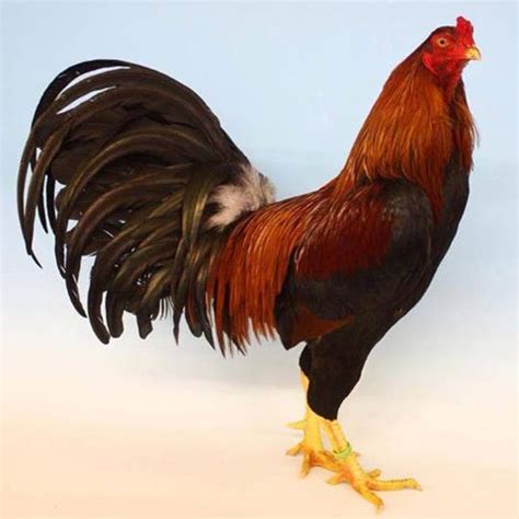 satsumadori|Satsumadori & The Poultry Club.